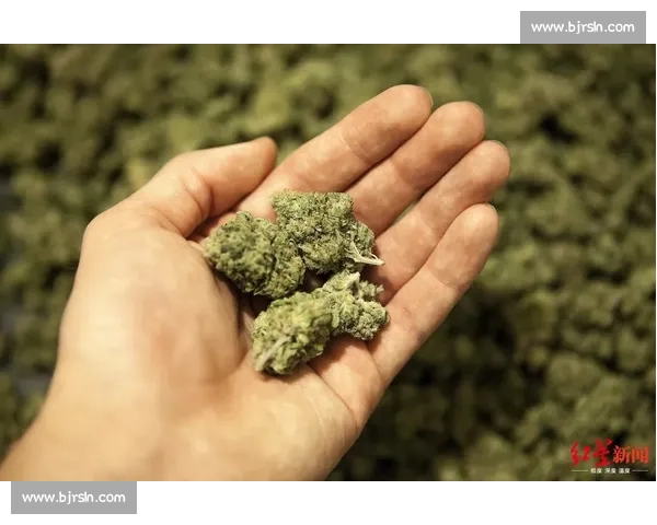 康迪特视角下的大麻争议与社会影响深度解析